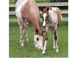 Willow (mother horse) and Malaya (baby horse)